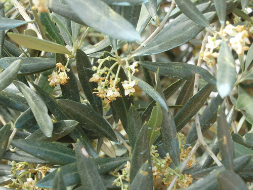 Olive Tree with many flowers.
